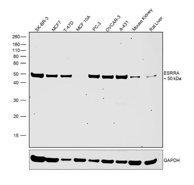 ESRRA Antibody in Western Blot (WB)