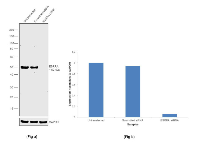 ESRRA Antibody