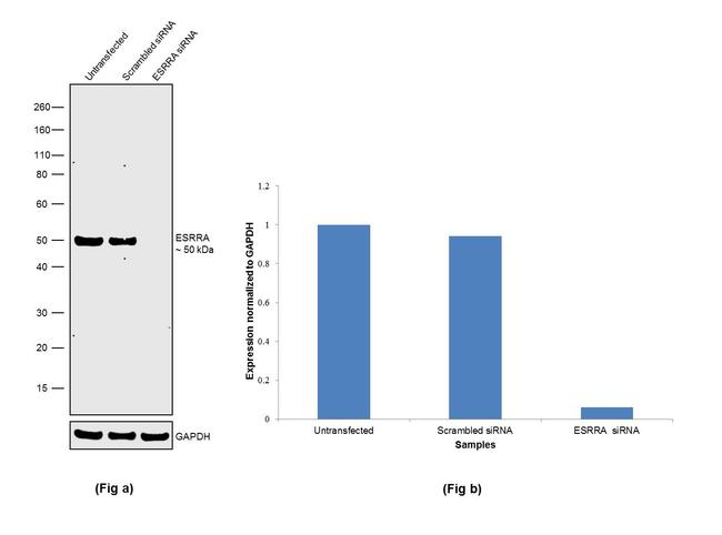 ESRRA Antibody in Western Blot (WB)