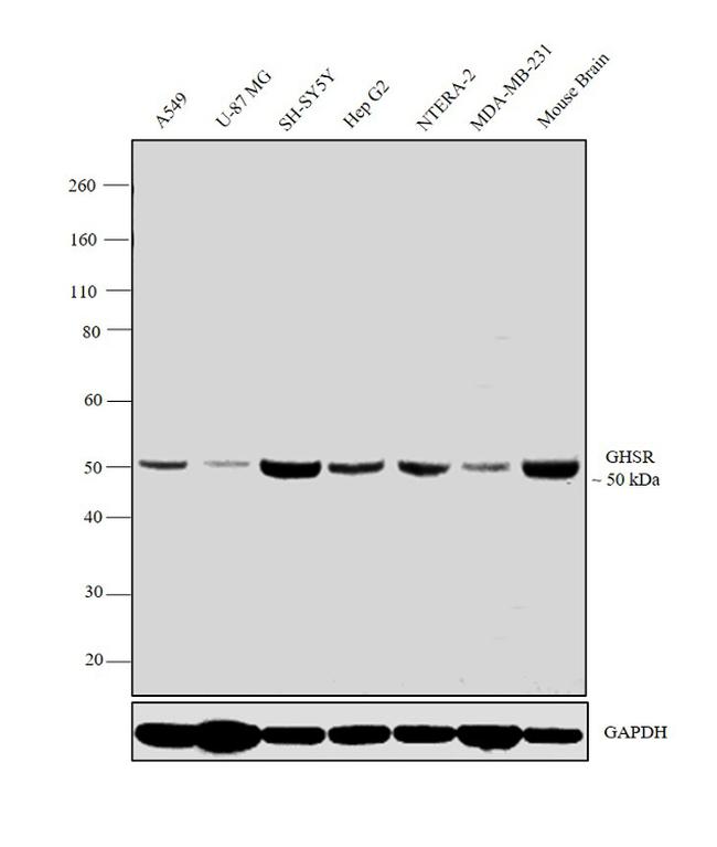 GHSR Antibody in Western Blot (WB)