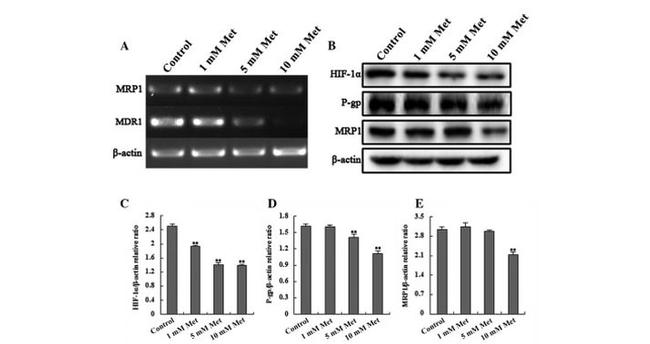 MRP1 Antibody in Western Blot (WB)