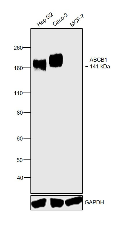 P-Glycoprotein Antibody