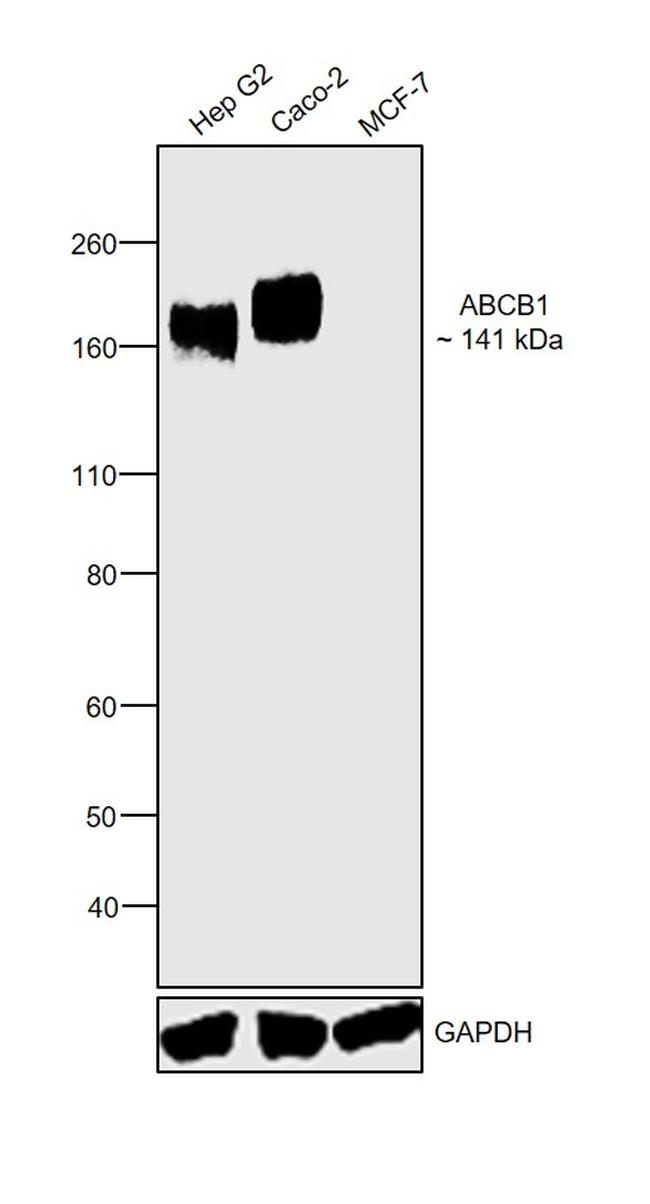 P-Glycoprotein Antibody in Western Blot (WB)