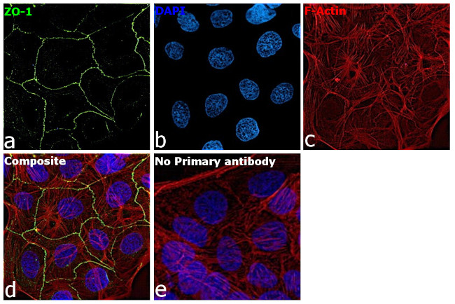 ZO-1 Antibody in Immunocytochemistry (ICC/IF)