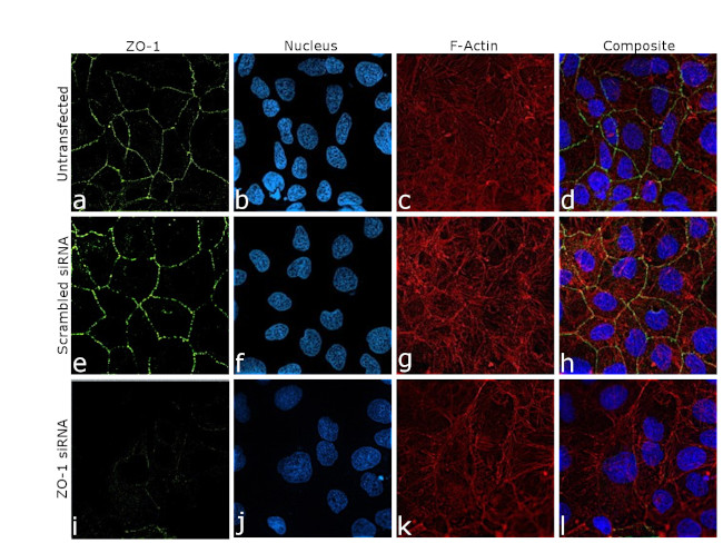 ZO-1 Antibody in Immunocytochemistry (ICC/IF)