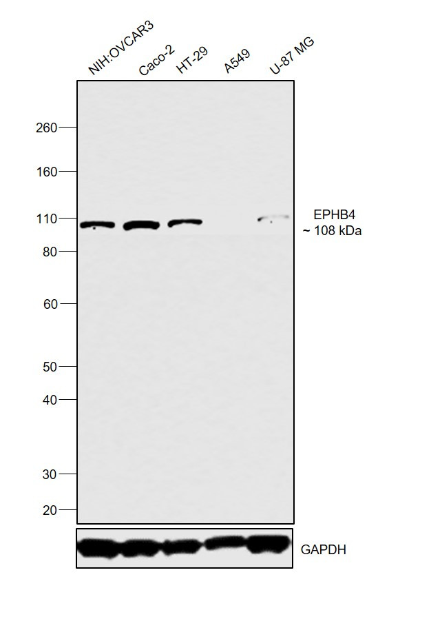 EphB4 Antibody