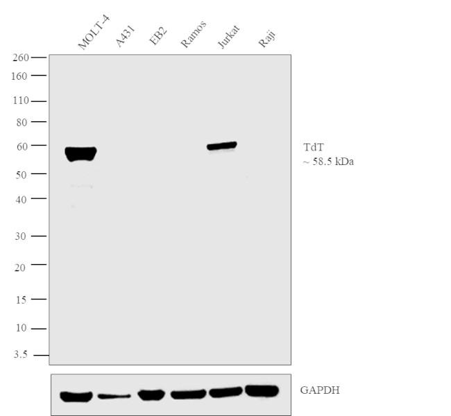 TdT Antibody