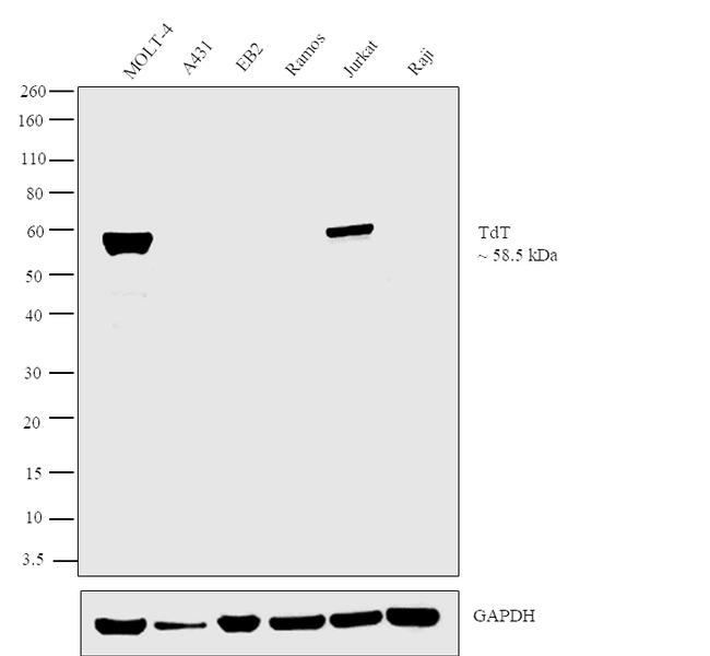 TdT Antibody in Western Blot (WB)