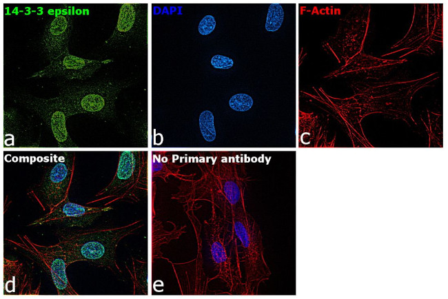 14-3-3 epsilon Antibody in Immunocytochemistry (ICC/IF)