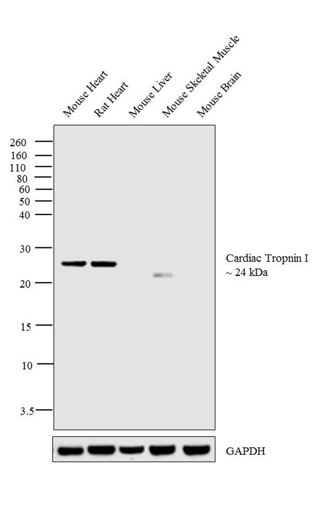 Cardiac Troponin I Antibody