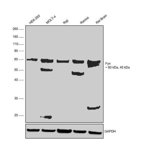 Fyn Antibody in Western Blot (WB)