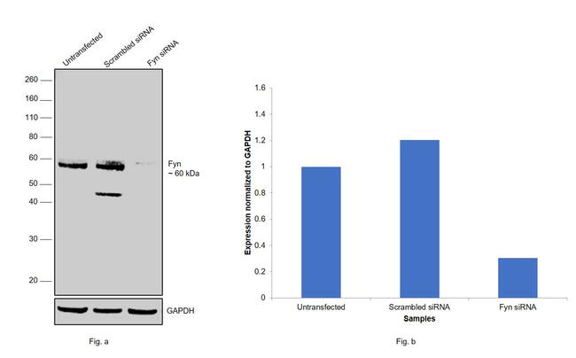 Fyn Antibody in Western Blot (WB)