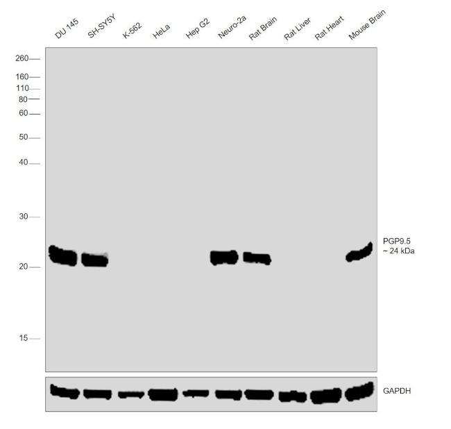 PGP9.5 Antibody