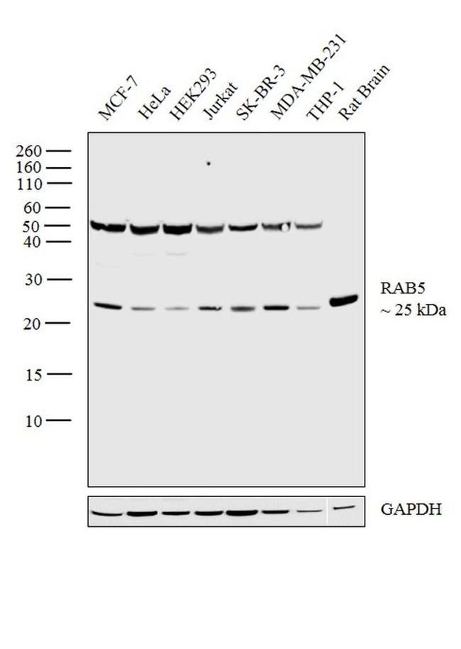 RAB5 Antibody in Western Blot (WB)