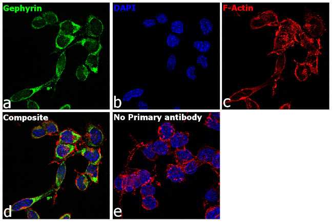 Gephyrin Antibody in Immunocytochemistry (ICC/IF)