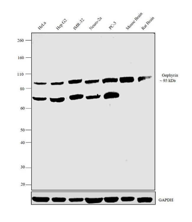 Gephyrin Antibody in Western Blot (WB)