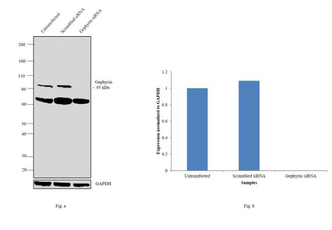 Gephyrin Antibody in Western Blot (WB)