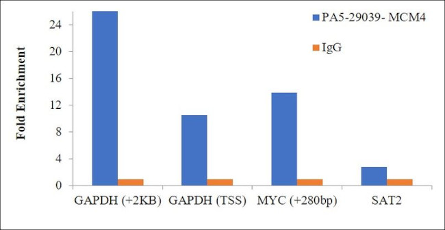 MCM4 Antibody in ChIP Assay (ChIP)