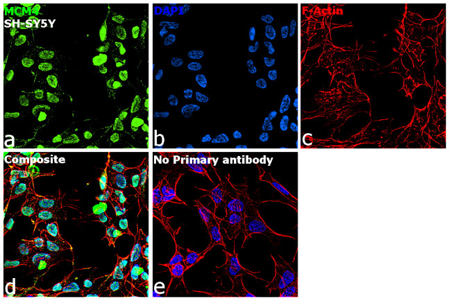 MCM4 Antibody in Immunocytochemistry (ICC/IF)