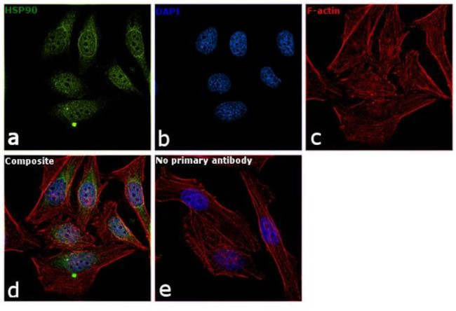 HSP90 alpha Antibody in Immunocytochemistry (ICC/IF)