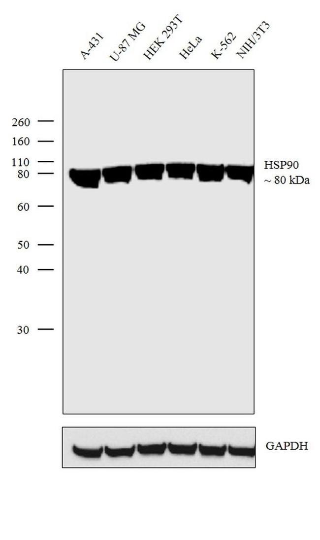 HSP90 alpha Antibody in Western Blot (WB)