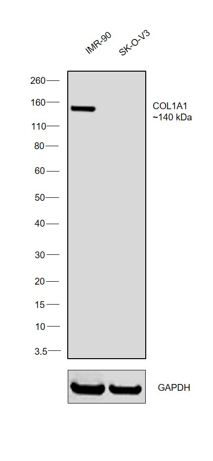 COL6A1 Antibody