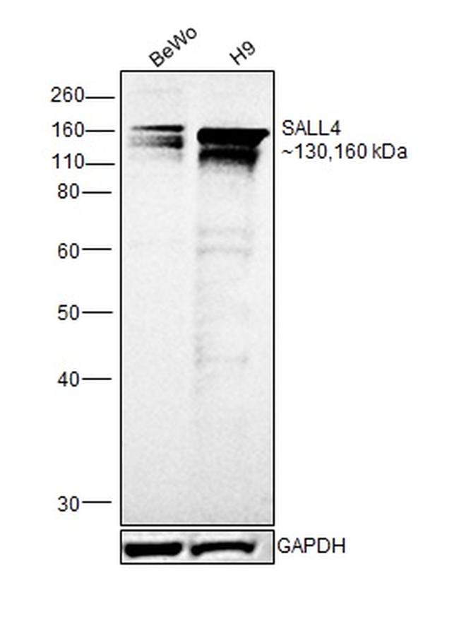 SALL4 Antibody in Western Blot (WB)