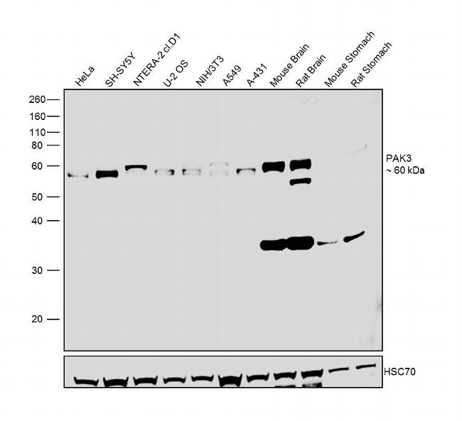 PAK3 Antibody in Western Blot (WB)