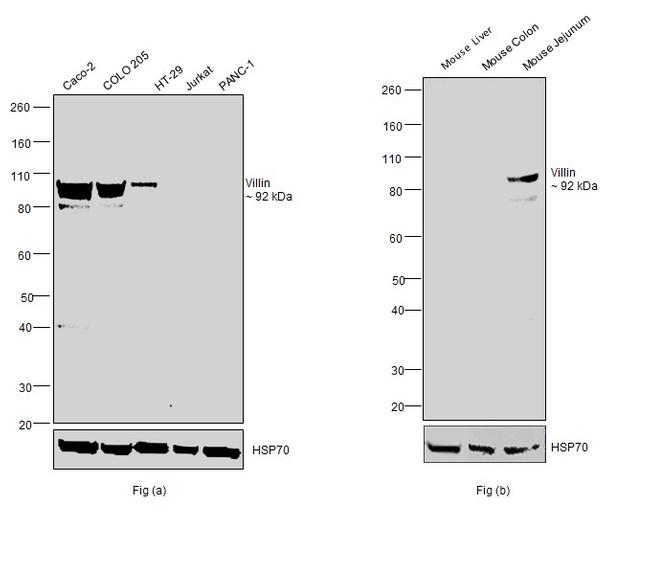 Villin Antibody in Western Blot (WB)