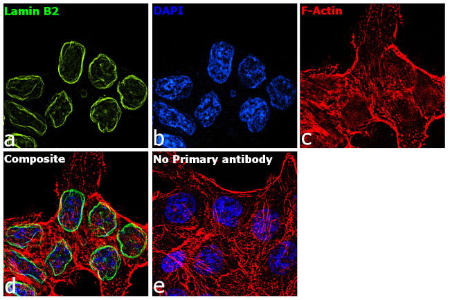 Lamin B2 Antibody in Immunocytochemistry (ICC/IF)