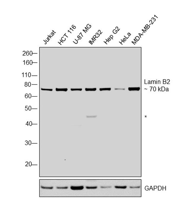Lamin B2 Antibody in Western Blot (WB)