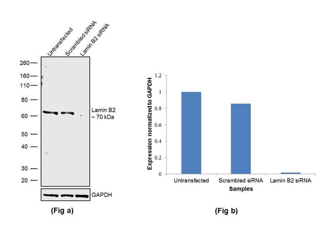 Lamin B2 Antibody in Western Blot (WB)