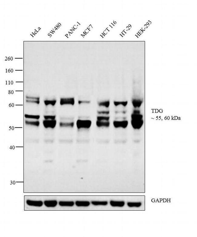 TDG Antibody in Western Blot (WB)