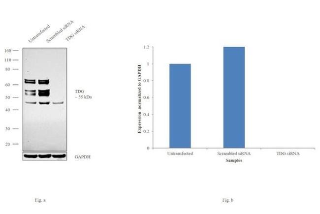 TDG Antibody in Western Blot (WB)