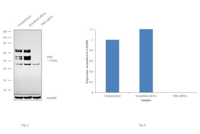 TDG Antibody