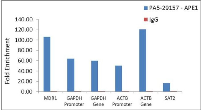 APE1 Antibody