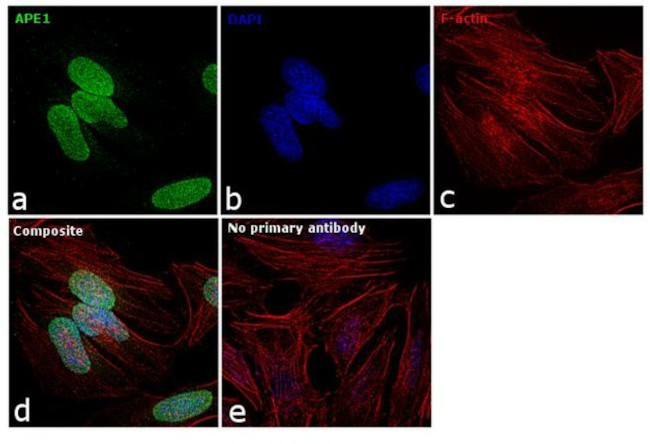 APE1 Antibody in Immunocytochemistry (ICC/IF)