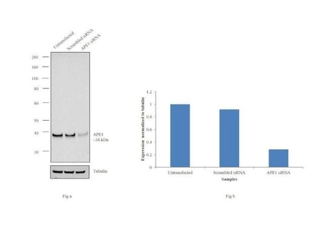 APE1 Antibody in Western Blot (WB)