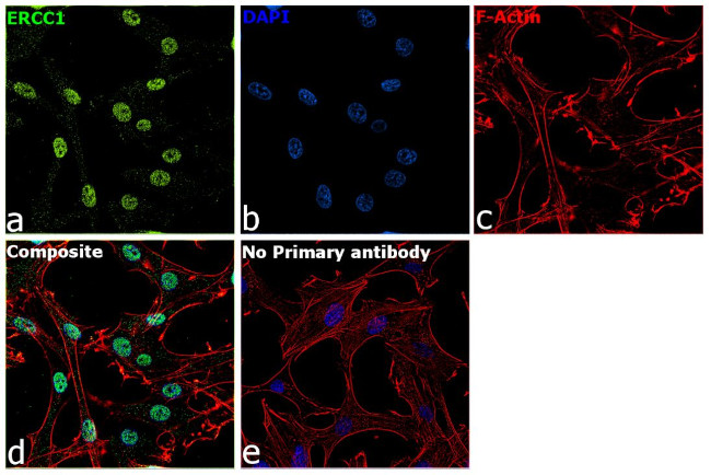 ERCC1 Antibody in Immunocytochemistry (ICC/IF)