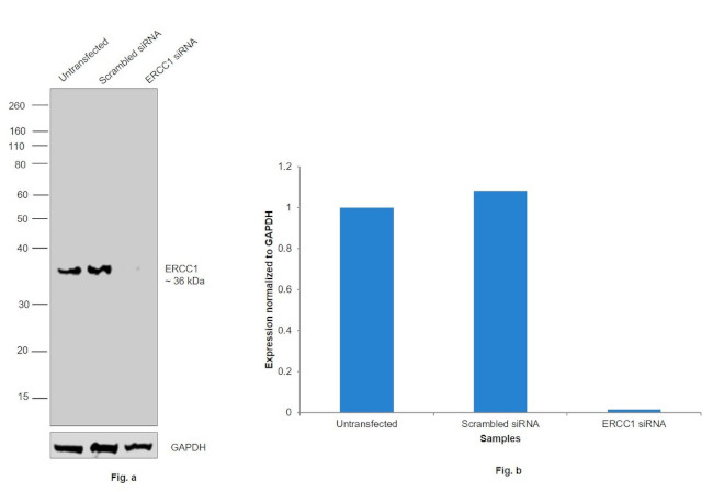 ERCC1 Antibody