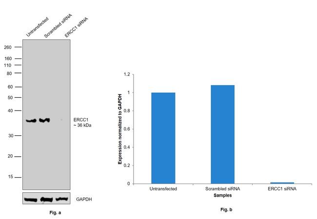 ERCC1 Antibody in Western Blot (WB)