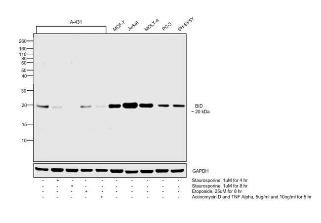 BID Antibody in Western Blot (WB)