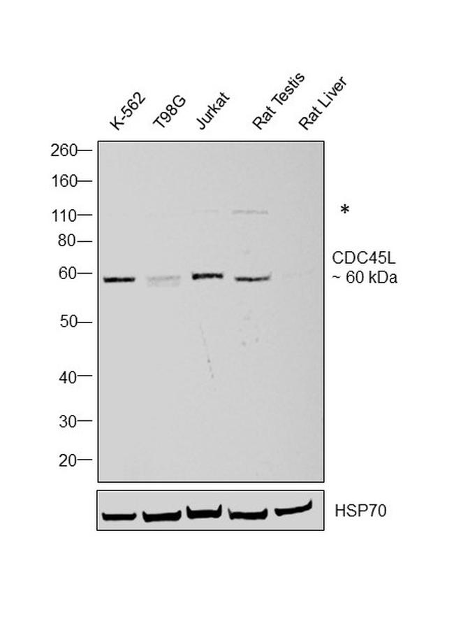 Cdc45L Antibody in Western Blot (WB)