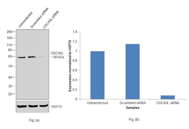 Cdc45L Antibody