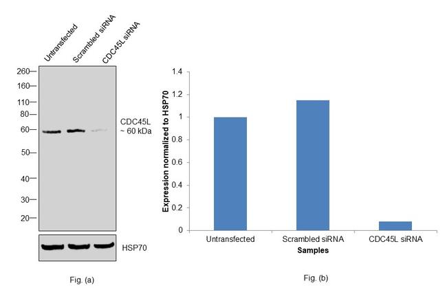 Cdc45L Antibody in Western Blot (WB)