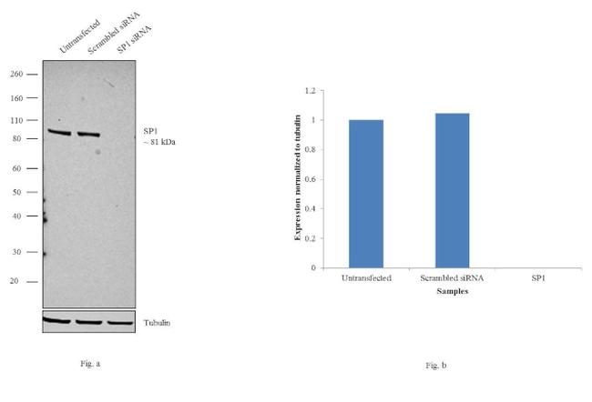 SP1 Antibody in Western Blot (WB)