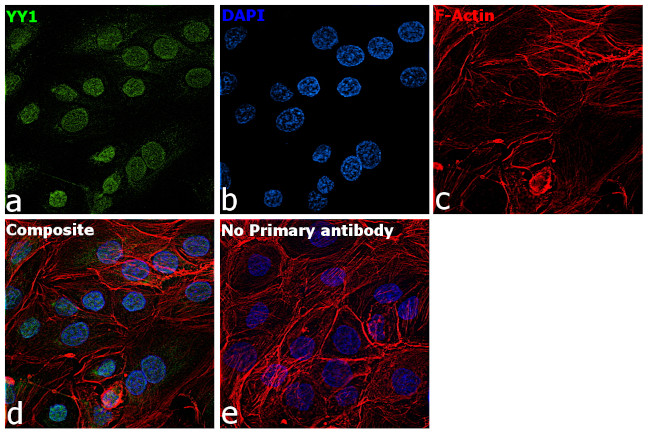 YY1 Antibody in Immunocytochemistry (ICC/IF)