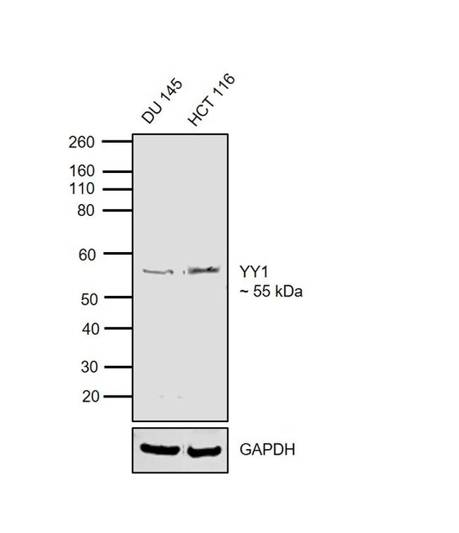 YY1 Antibody in Western Blot (WB)