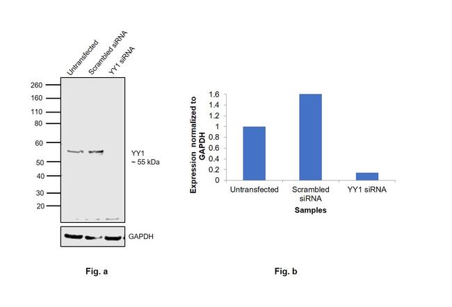 YY1 Antibody in Western Blot (WB)