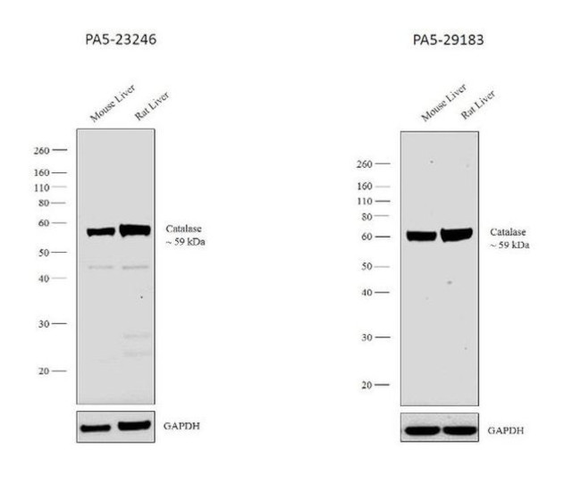 Catalase Antibody